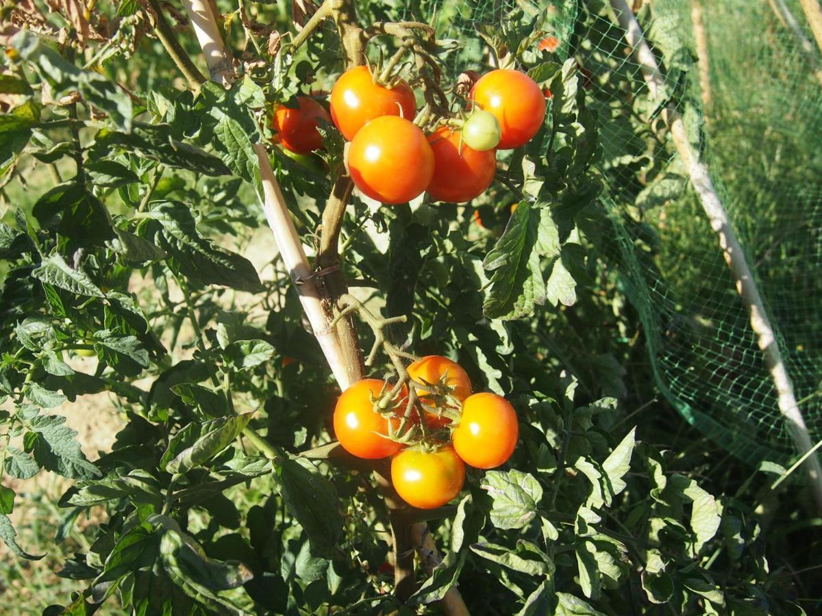 Agriturismo Ardizio 43 佩萨罗 外观 照片